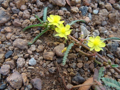 Corchorus asplenifolius