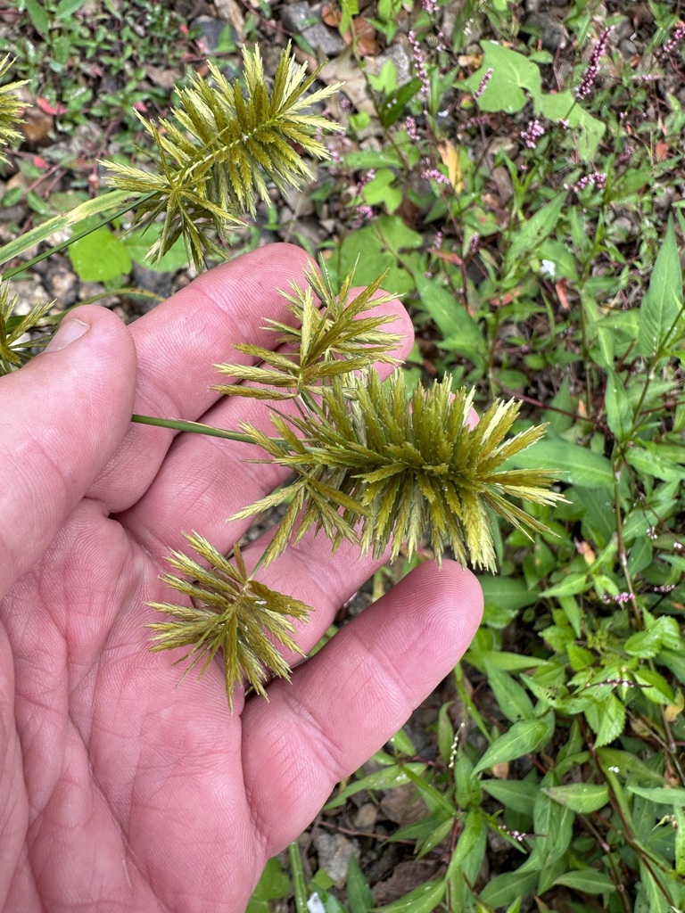 Straw Colored Flatsedge From Co Rd At Cypress Creek Lauderdale