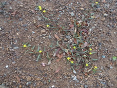 Corchorus asplenifolius