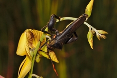 Anoplocnemis