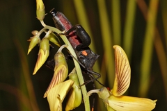Anoplocnemis