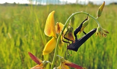 Anoplocnemis