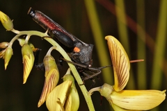 Anoplocnemis