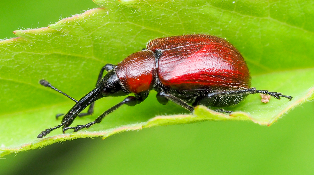 Rose Weevils