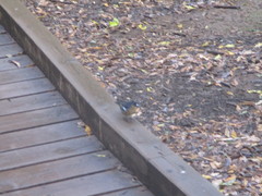 Fringilla coelebs canariensis