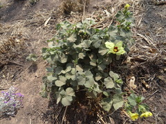 Hibiscus calyphyllus