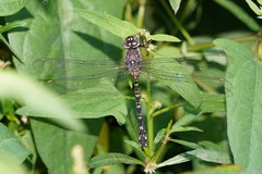 Austroaeschna multipunctata