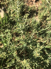 Indigofera circinnata