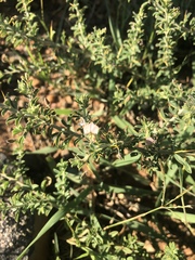 Indigofera circinnata