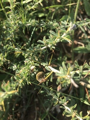 Indigofera circinnata
