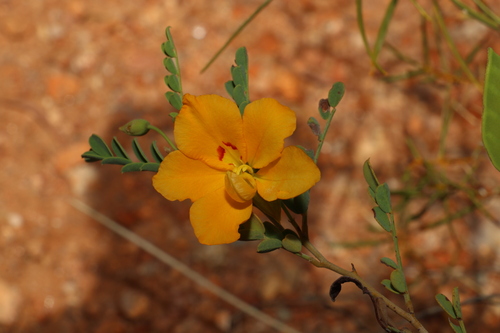 Image of Cassia Butterfly Bush (Petalostylis cassioides) by (c) Greg Tasney, some rights reserved (CC BY-SA)