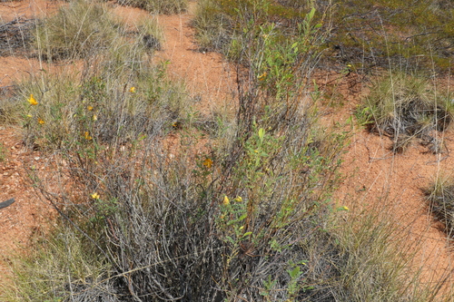 Image of Petalostylis cassioides by (c) Greg Tasney, some rights reserved (CC BY-SA)