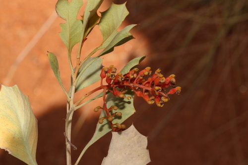 Image of Grevillea wickhamii by (c) Greg Tasney, some rights reserved (CC BY-SA)