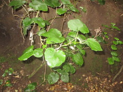 Pericallis appendiculata
