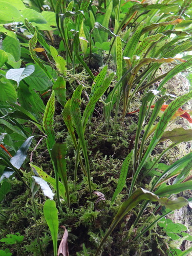 Loxogramme salicifolia iNat (1)