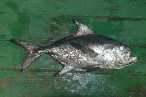 Black pomfret (Taractes rubescens) — Bramidae