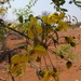 Cassia abbreviata beareana - Photo (c) Philippe RABAUTE, algunos derechos reservados (CC BY-NC), uploaded by Philippe RABAUTE