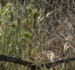 Bromus madritensis