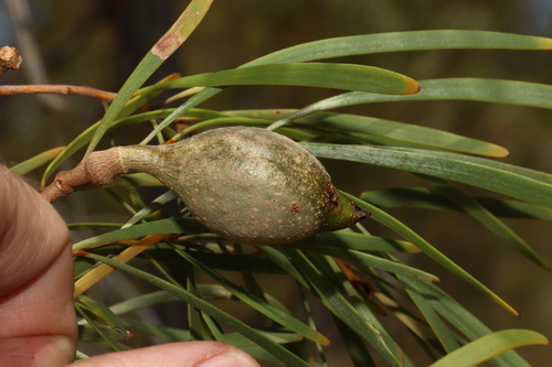 Image of Hakea arborescens by (c) Greg Tasney, some rights reserved (CC BY-SA)