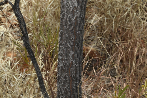 Image of Hakea arborescens by (c) Greg Tasney, some rights reserved (CC BY-SA)