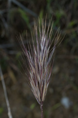 Bromus madritensis