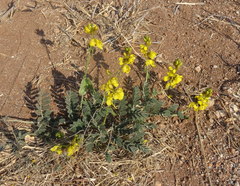 Senna italica arachoides