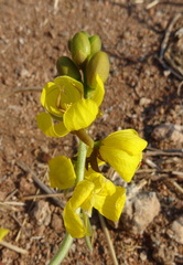 Senna italica arachoides