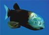 Pacific Barreleye - Photo (c) 
Kim Reisenbichler, some rights reserved (CC BY-SA)
