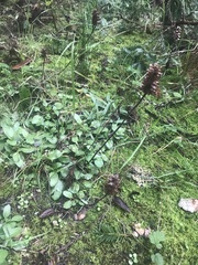 Juncus falcatus