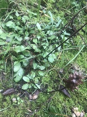 Juncus falcatus
