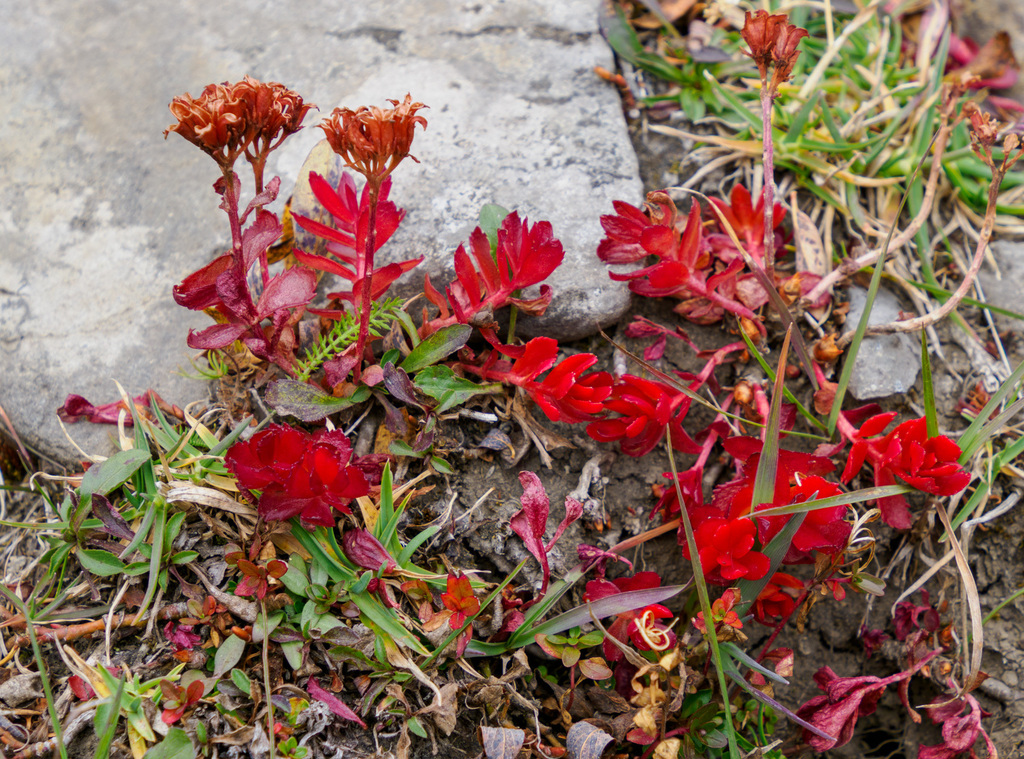 Sedum alaskanum (Rose) J.K.Henry