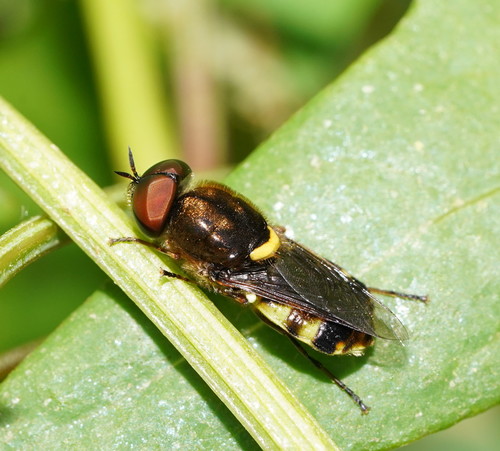 Odontomyia hunteri (Macleay, 1826)