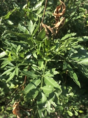 Heteromorpha arborescens