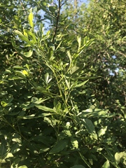 Heteromorpha arborescens