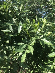 Heteromorpha arborescens