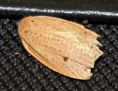 Euprionocera geminipuncta