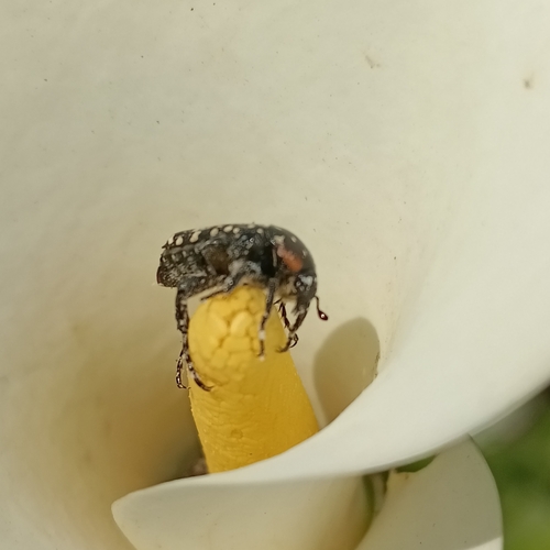 Photo of Common Dotted Fruit Chafer (Oxythyrea marginalis)