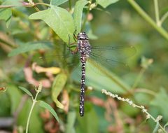 Austroaeschna multipunctata