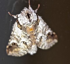 Antithemerastis acrobela