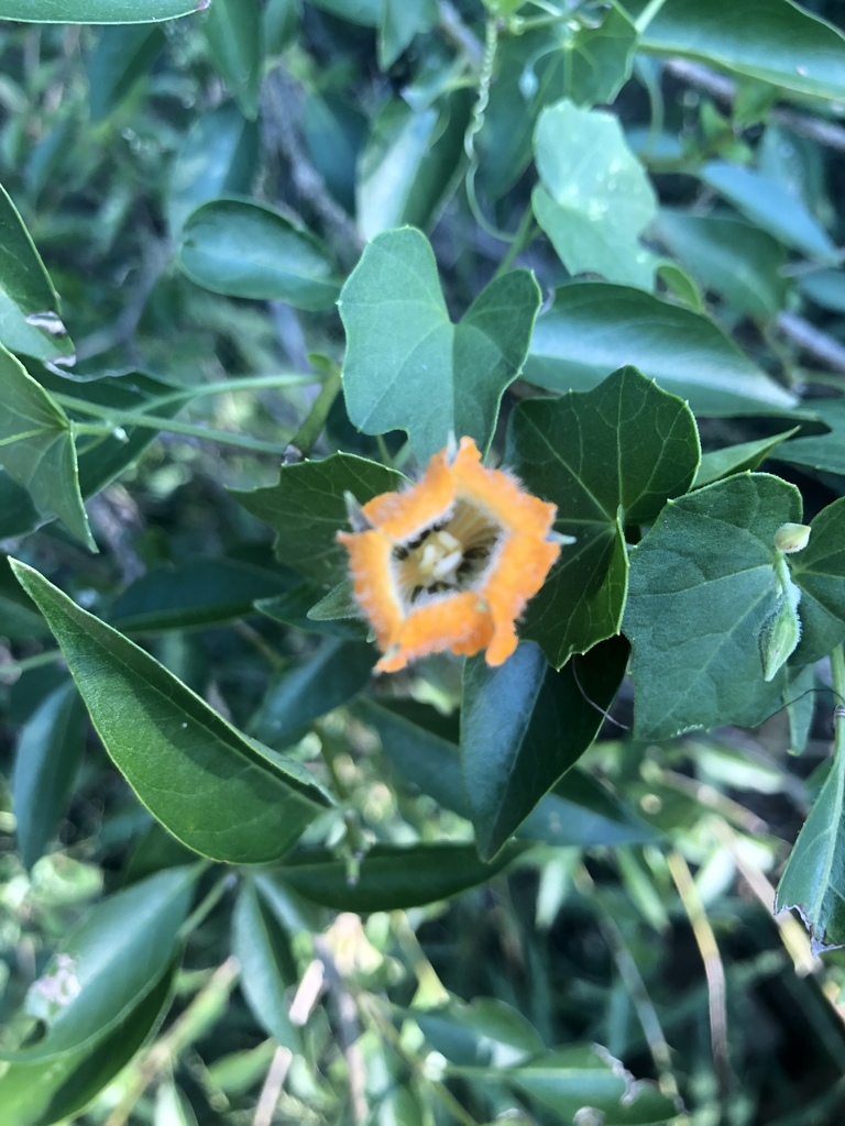 Momordica boivinii