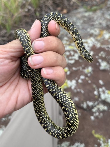 Speckled Kingsnake, Lampropeltis holbrooki