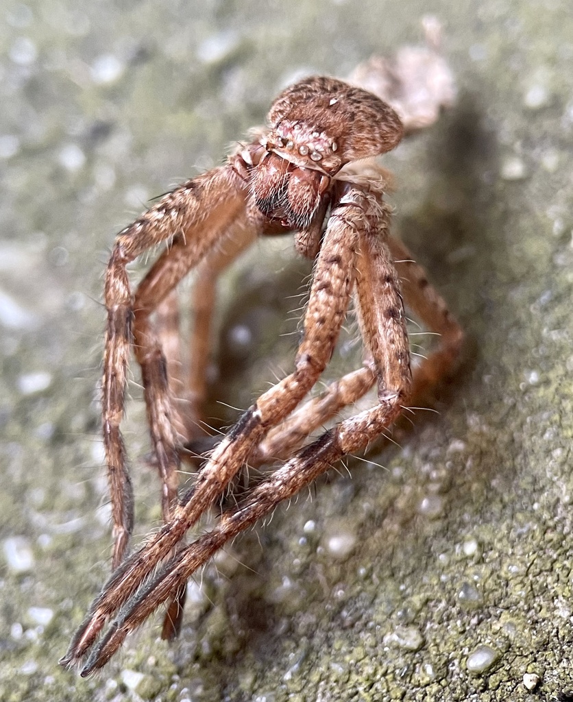 Victorian Huntsman Spider From Cliveden Ave, Frankston, Vic, Au On 