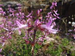 Syncolostemon transvaalensis