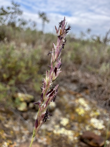 composite dropseed (Sporobolus compositus)