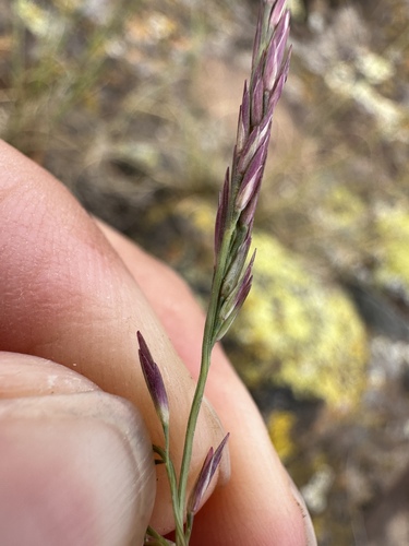 Image of Sporobolus compositus by (c) Matt Berger, some rights reserved (CC BY)