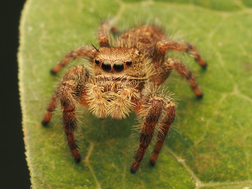 Bold jumping spider