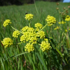 Lomatium utriculatum