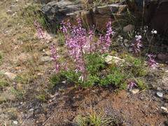 Syncolostemon transvaalensis