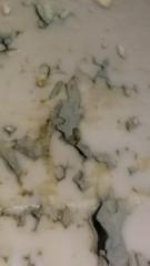 Penicillium roqueforti