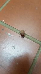 Cyclocephala melanocephala